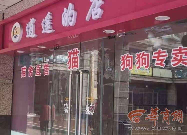 违规出售活体猫狗随意丢弃病猫死狗西安9家宠物店被取缔