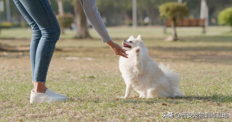 狗狗有必要送到训犬学校训练吗？西安训犬，邦德犬业