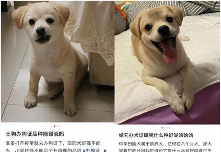 狗狗禁区：西安小区决不容忍任何犬类，立即清理！