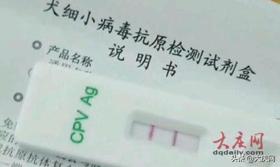 不吃不喝还便血 买一只博美犬800元没活4天