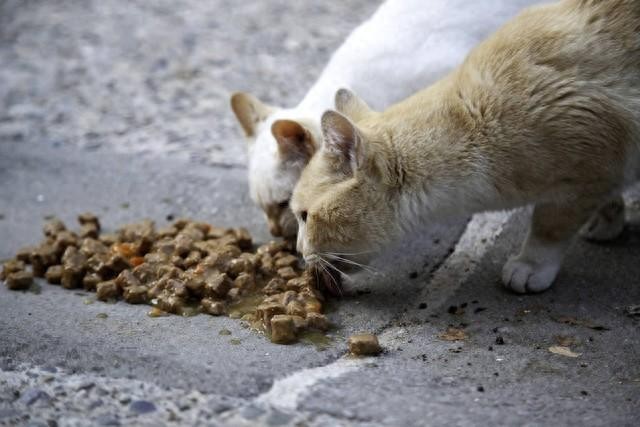 对于流浪猫,应该固定投喂吗?