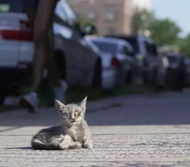 女子盯上一只流浪猫回家找老公帮忙捉猫老公的做法真是太暖了