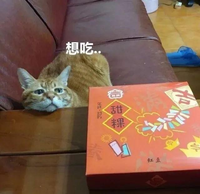 自从养了盯饭猫再也没能好好吃顿饭