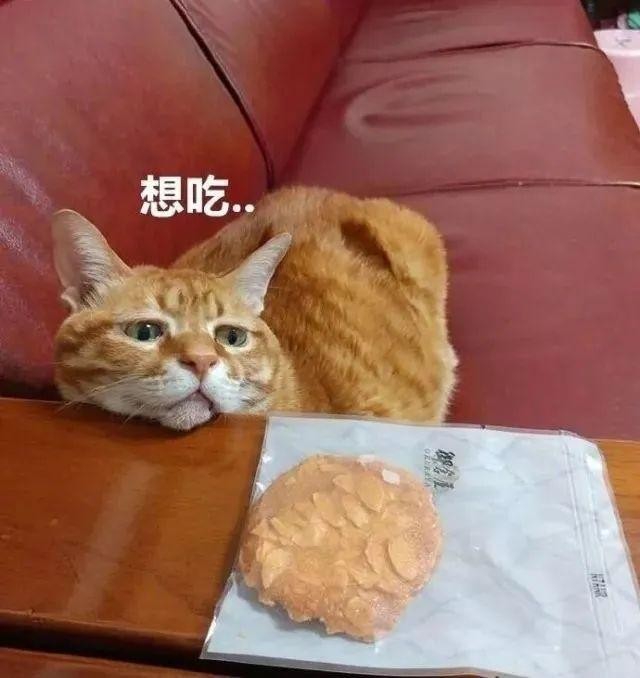 自从养了盯饭猫再也没能好好吃顿饭