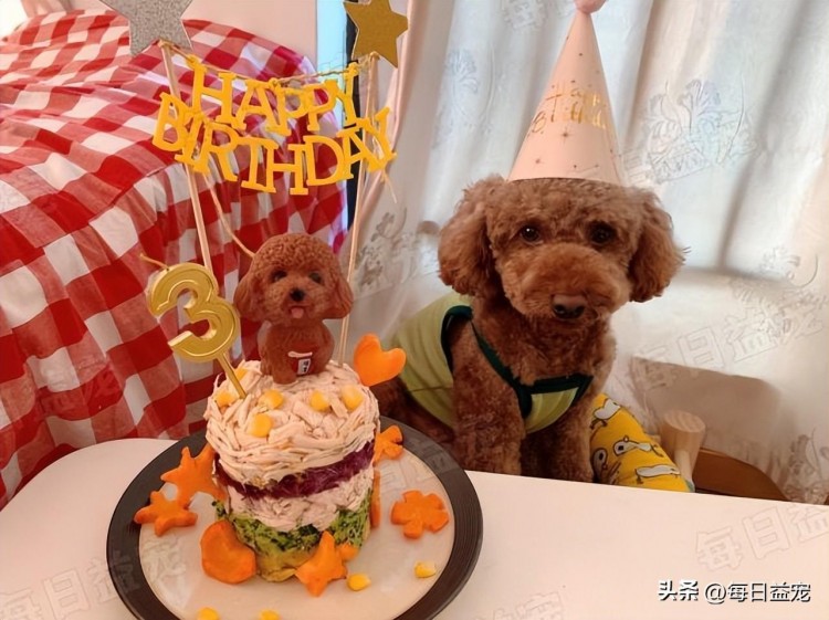 姑娘为爱犬庆祝生日，花费10万元制造惊喜，感谢她10年的陪伴