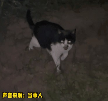 流浪猫妈妈爬33楼要娃？网民：来都来了，都留下了