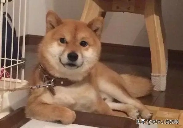 主人给柴犬买了个尿垫后整个狗都开心到飞起……