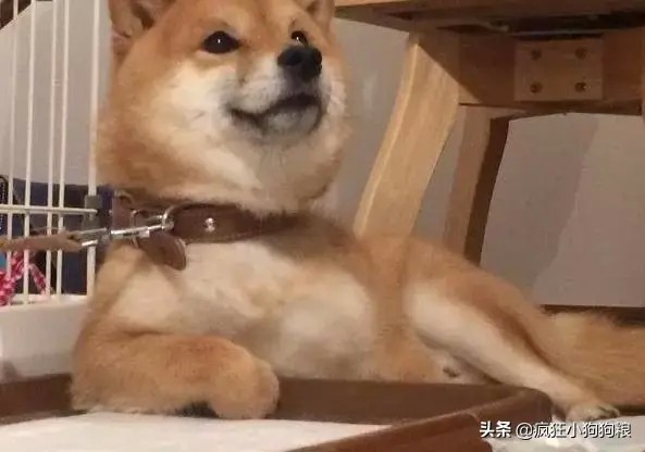 主人给柴犬买了个尿垫后整个狗都开心到飞起……