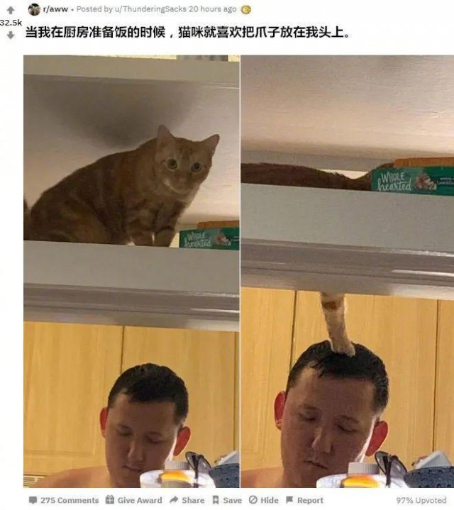 网友准备饭的时候，猫总是把一只爪子按在他头上，让人想不通