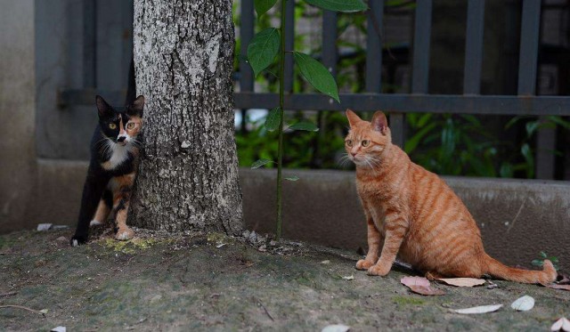 家猫和野猫的区别待遇截然不同让人心酸！