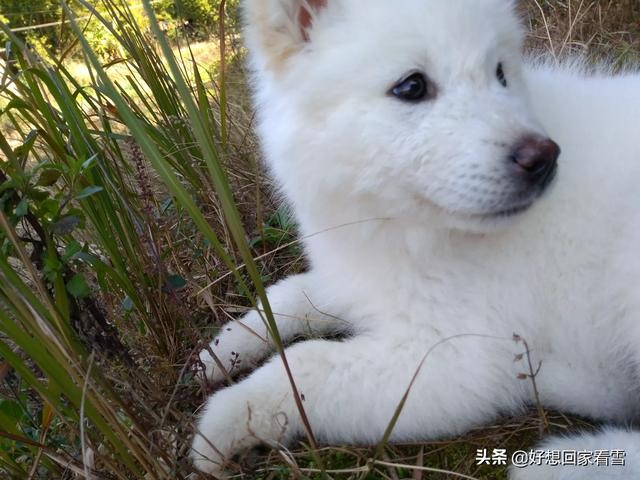 为何田园犬不适合当宠物狗？