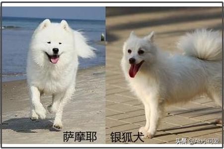 银狐犬与萨摩耶的区别？