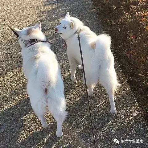 白色柴犬到底是不是正宗的柴犬