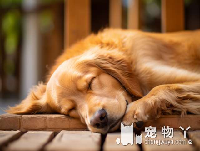 银狐犬特点？