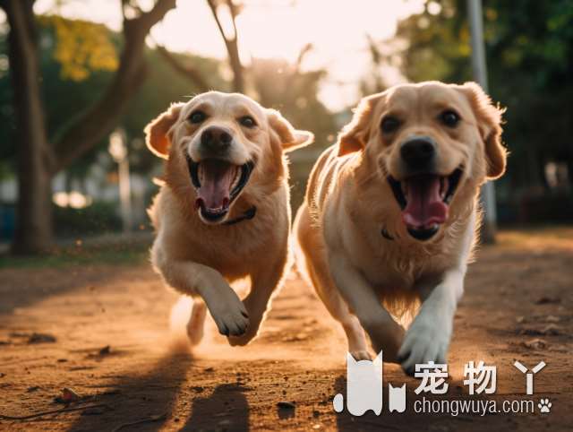 奶牛犬的名字是什么？