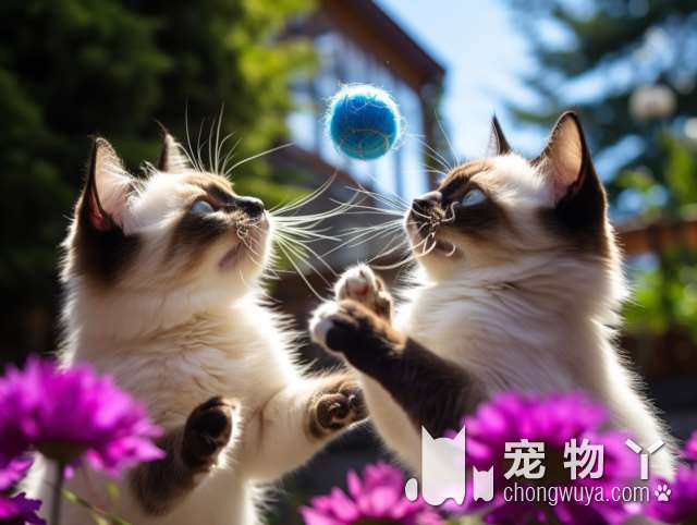 西安瑞派宠物医院：猫猫打狂犬疫苗，医生态度好吗？