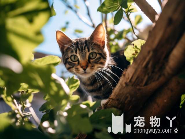 起司猫VS狸花猫：区别？